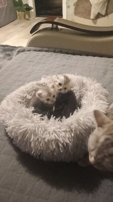 Продам катят шатланские