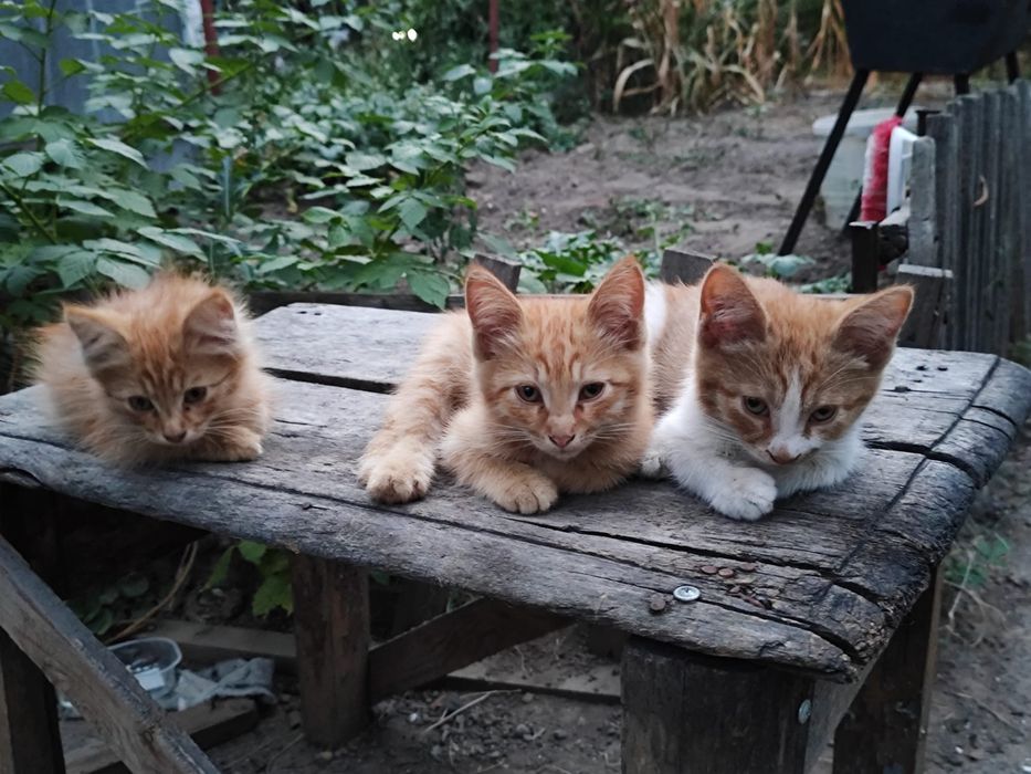 Котики 1,5 месяца ищут хозяев