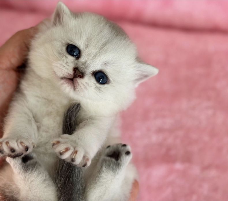 Золотая и серебрянная шиншила Скидка!!!