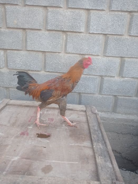 Жас кораз 10 ай .