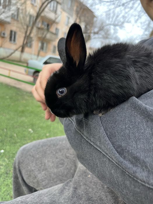 кролик декоративный