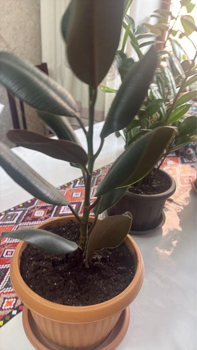 Комнатные цветы