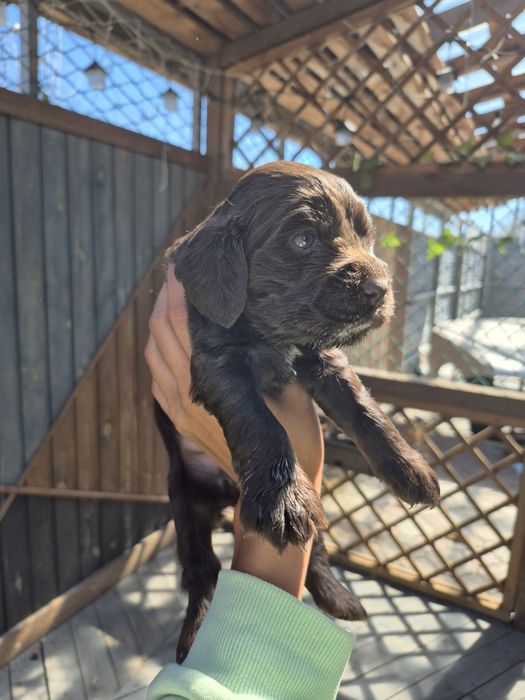 Девочка спаниель шоколад