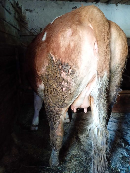 Vând două juninci, preț pe bucată