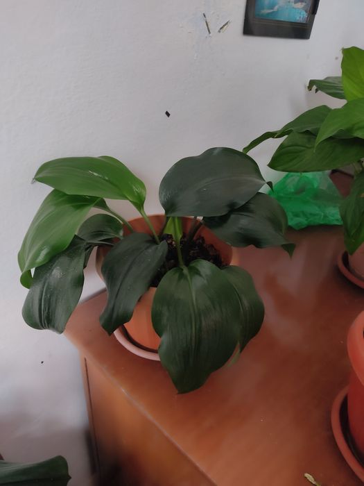 Продам срочно цветы