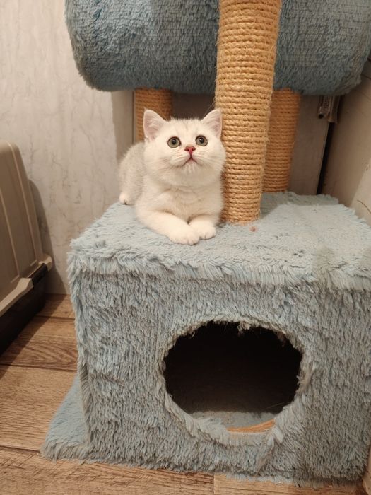 Шиншиллы котята Серебро