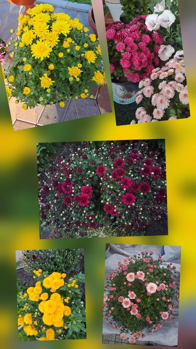 Продам колеусы/мультифлора