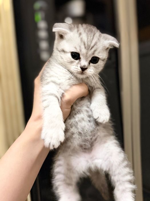 продаются скоттиш cтрайт и фолд чисто кровьный котята
