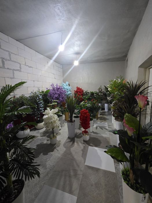 arzon narxda dekarativ gullar