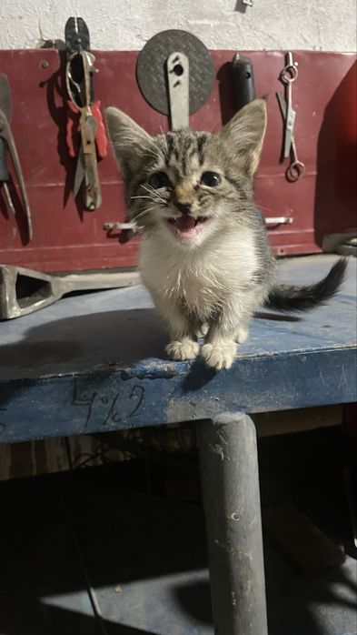 Котята кот кошка