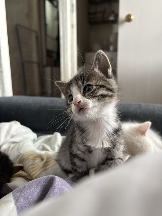 Котята девочки в добрые руки