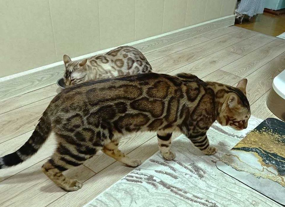 Бенгальские котята