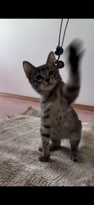 Отдам котята 2,5 мес мальчики Актау