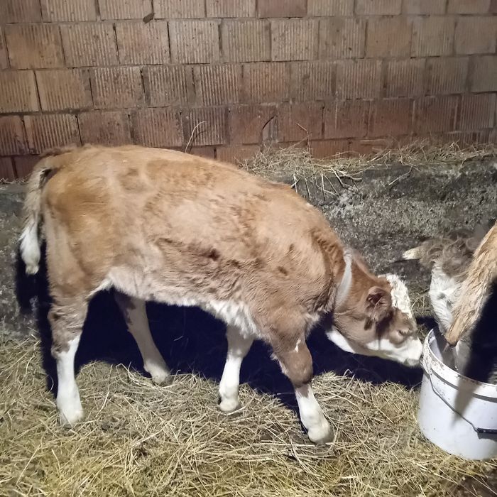 Vând vița de 5 săptămâni