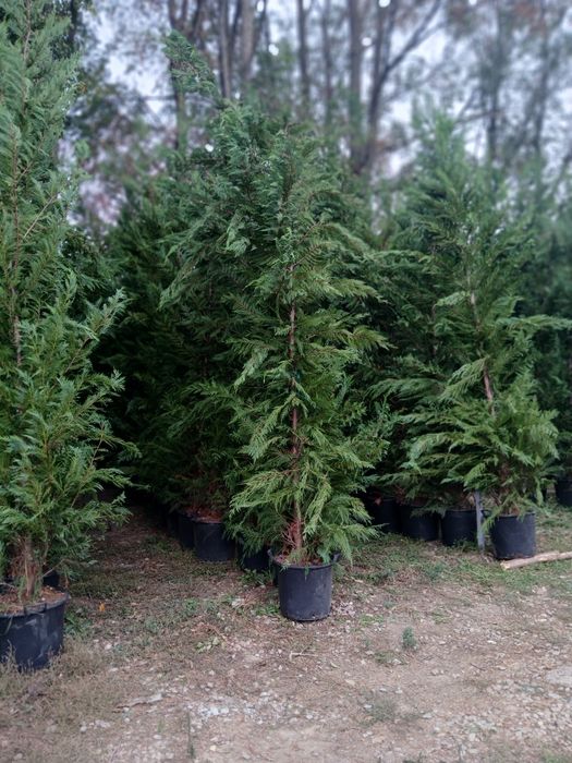 Super oferta leilandi 3m80 4 250 ron