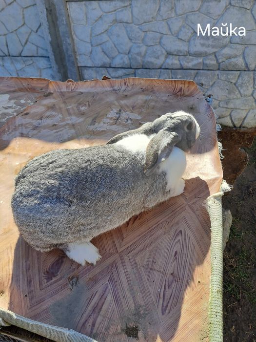 Зайци за разплод