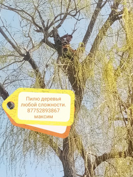 Спилить дерево..