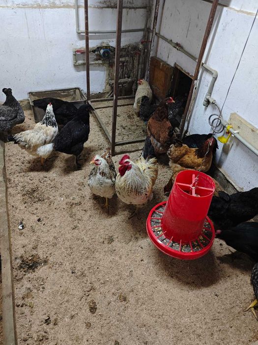 Яйцо куриное .домашнее