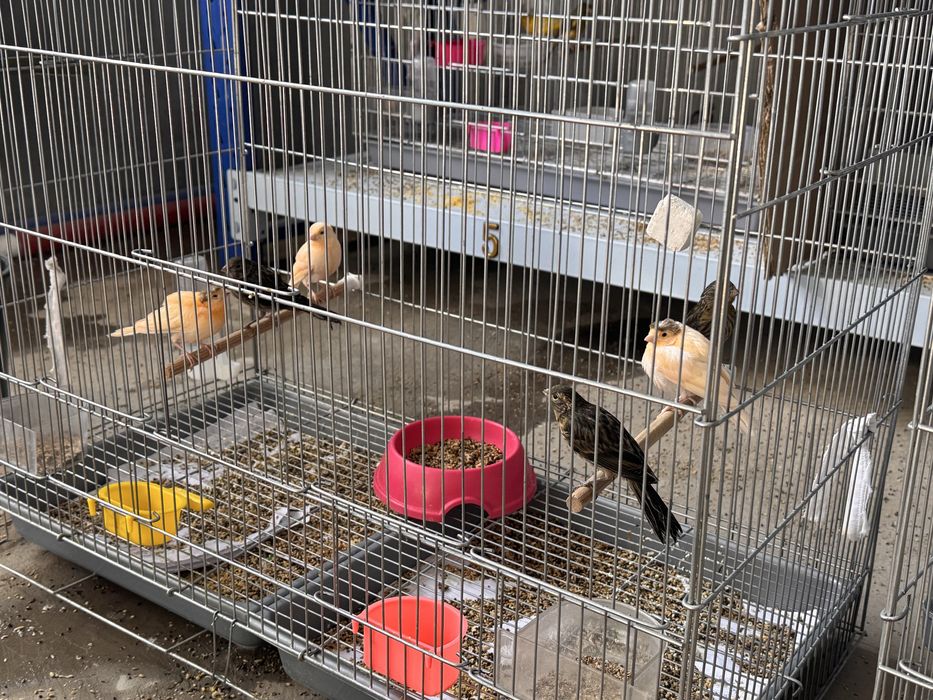 Kanareyka zotlik xar xil turdagisidan bor Kelishsak biznesi ham sotila