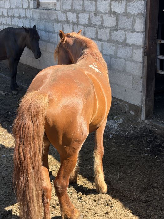 Лошадь кабыла с жеребенком и жеребец