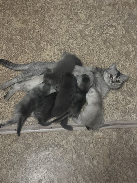 Котята скотиш фолд и скотиш страйт