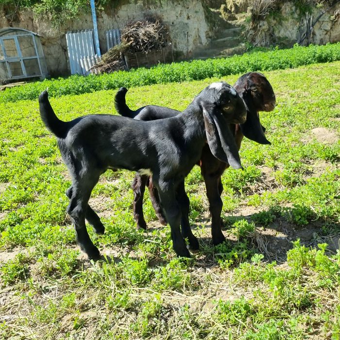 Битал такача сотилади 1 ойлик