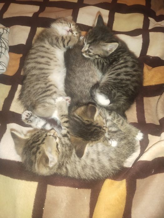 Отдам котят лапочек СРОЧНО