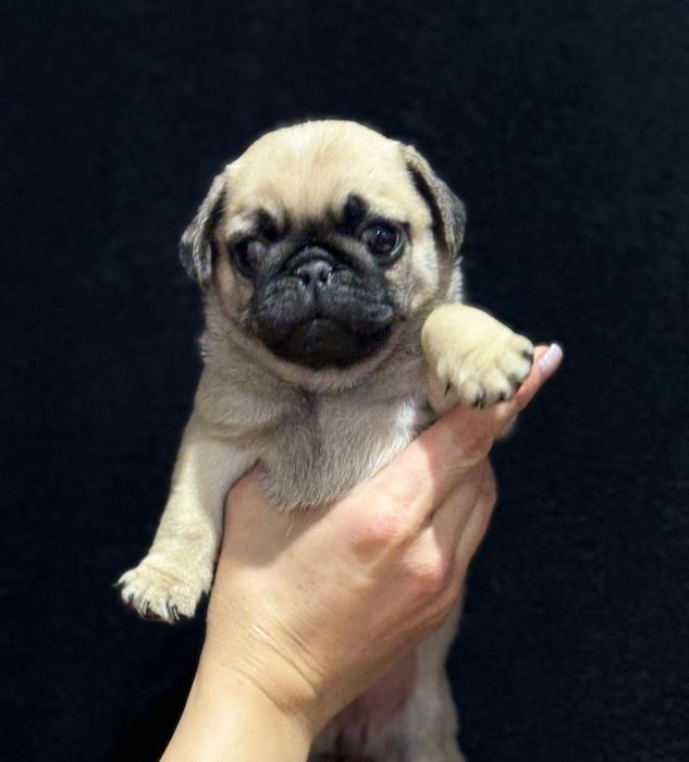 Очаровательные щенки мопса.