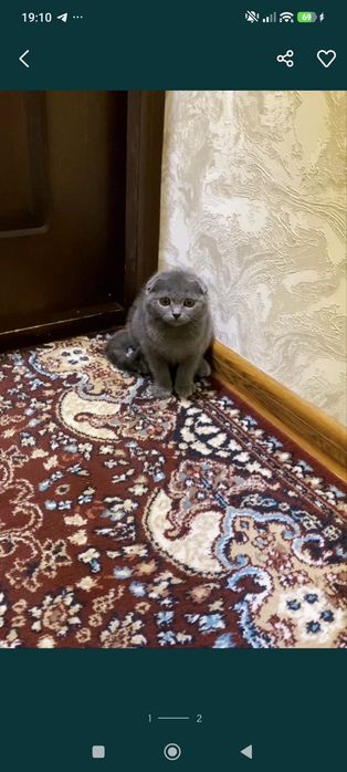 Scottish fold mushula srochi sotiladi 1 ta erke 1 ta qiz