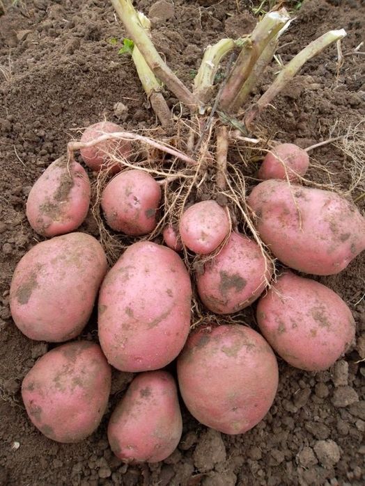 Продаю домашний картофель