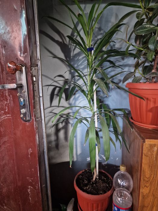 Продам домашние растения