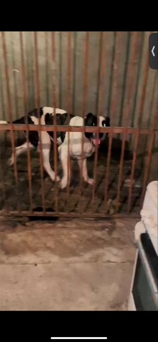 Алабай линия каракене