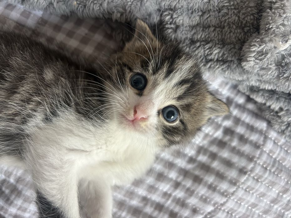 Вислоухие котята