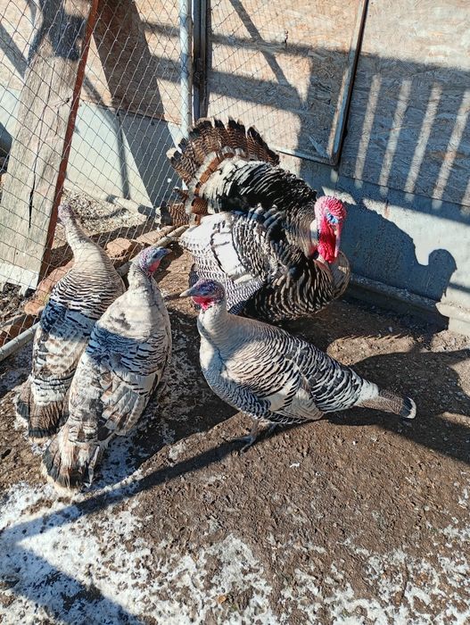 Curcani Narragansett American