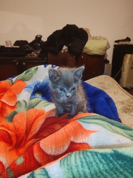 Одам котать бесплатно