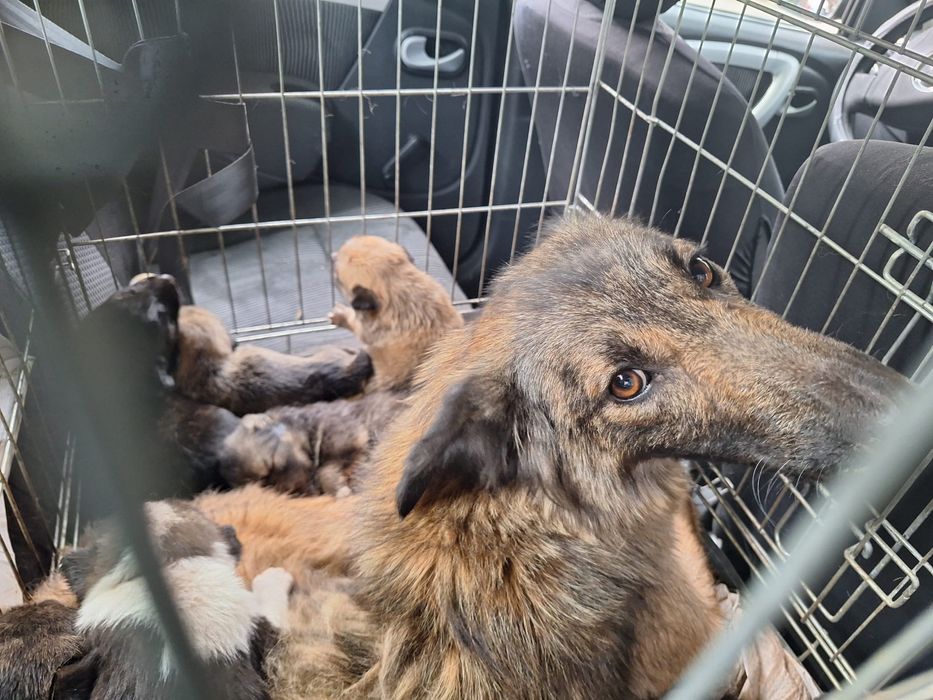 Transport animale domestice NON-STOP