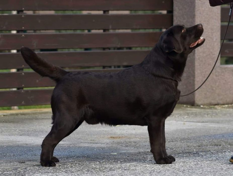 Labrador Retriever