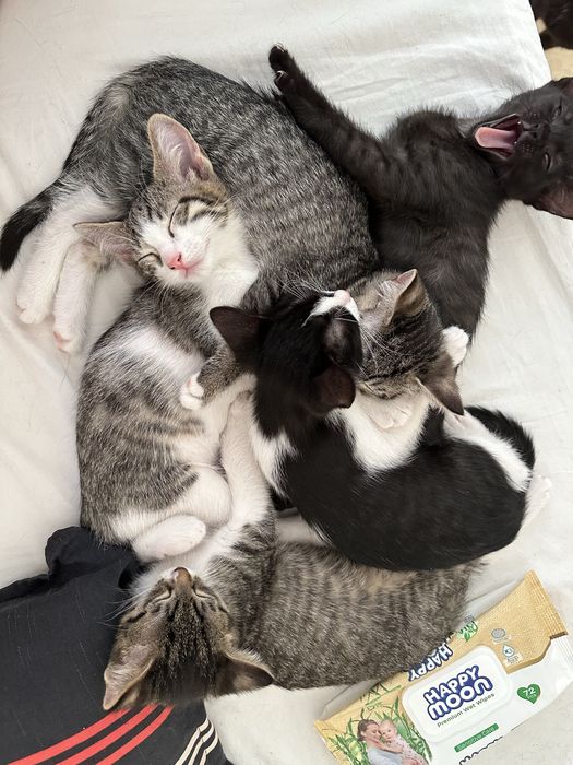 Котята в хорошие руки