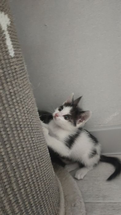 В добрые руки котята
