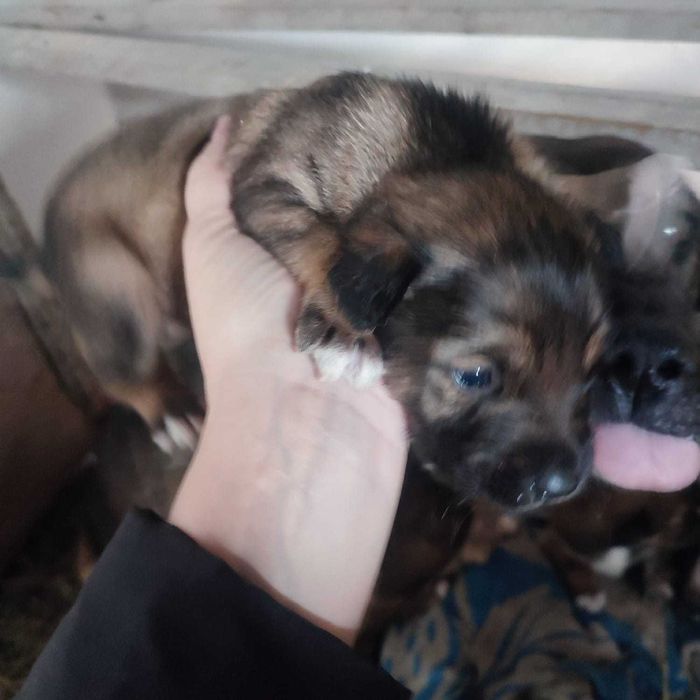 Отдам щенков в хорошие руки