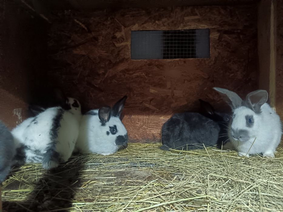 Кролики , порода строкач, возраст 1,5 месяца