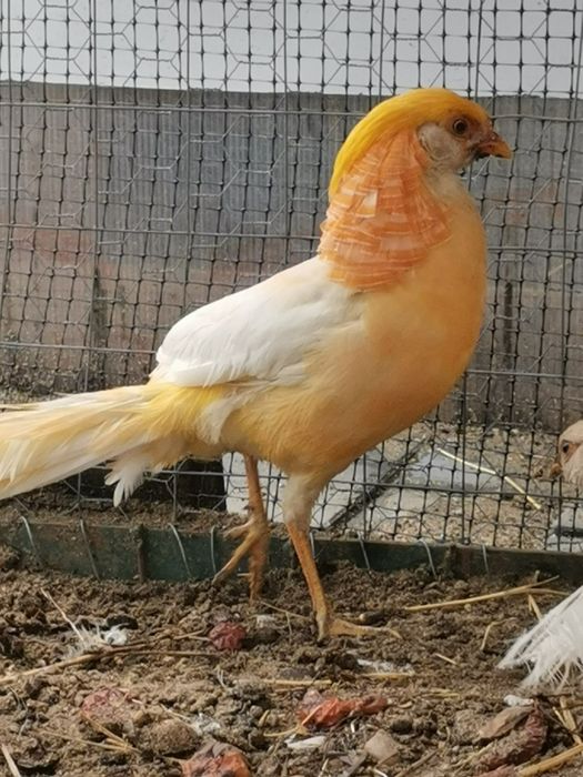 Fazan piersică familie