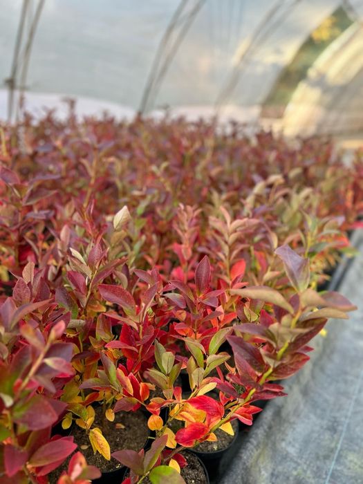 Американска боровинка в саксия вече в плододаване