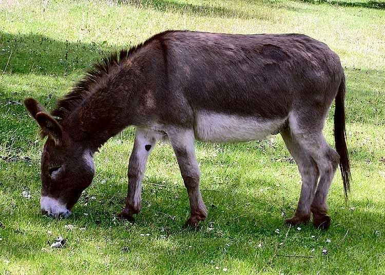 Vand Magar de 9 anisori