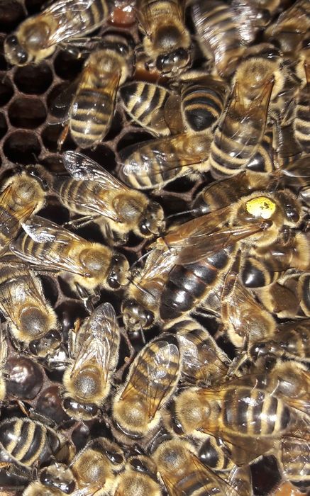 vand FAMILII DE ALBINE ECOlogice rasa carpatina