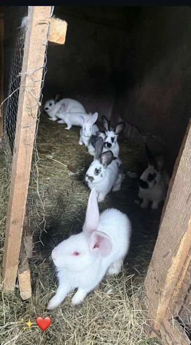 Vand iepuri de mai multe soiuri