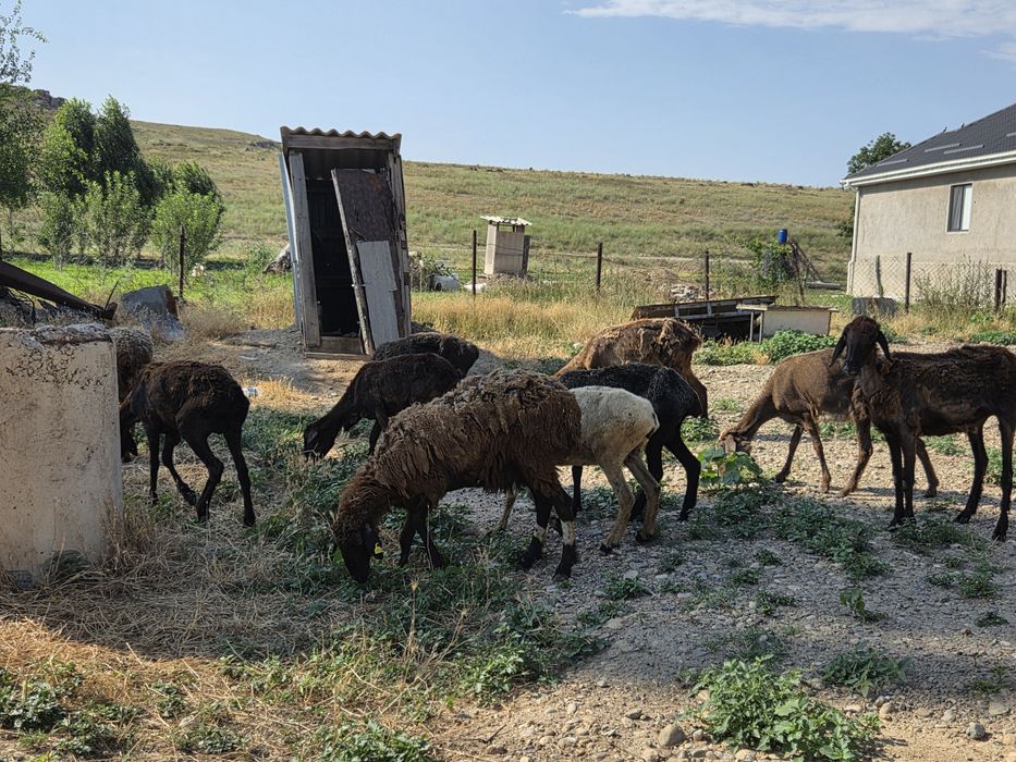 Шаруа, байлауға арналған қойлар сатылады