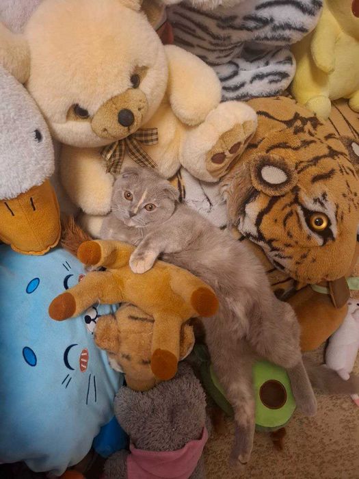 Skotish fold sotiladi qiz