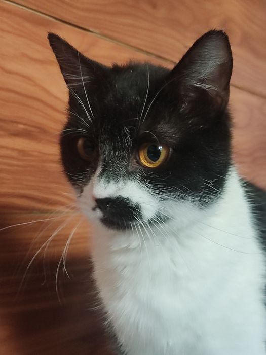 Кошечка ищет дом