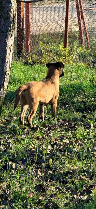 Pui catel malinois, ciobanesc belgian.